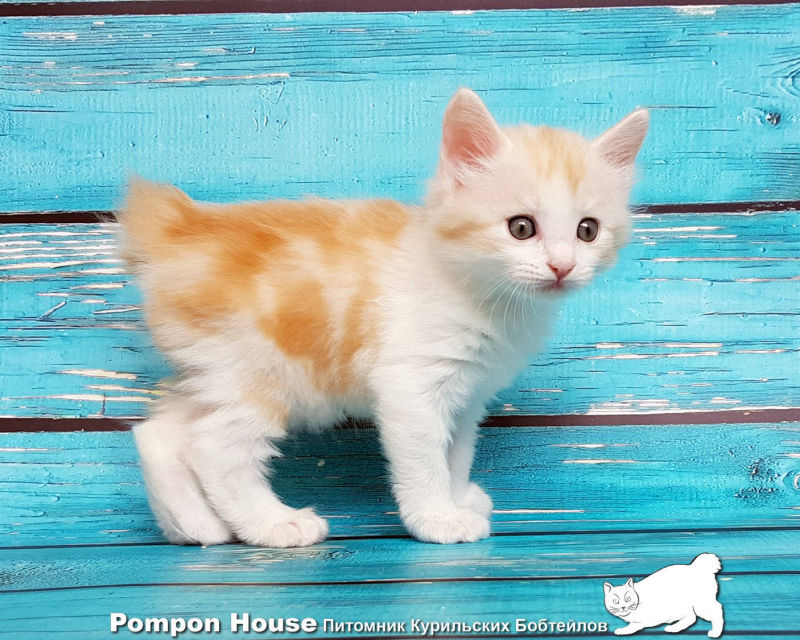 Bibigon Pompon House