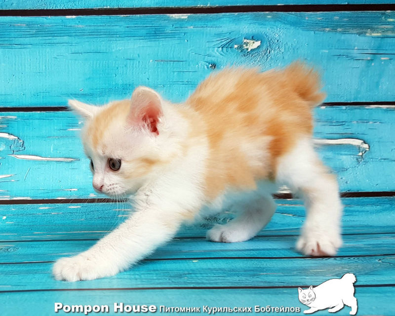 Bibigon Pompon House