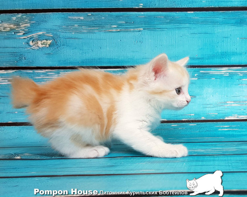 Bibigon Pompon House