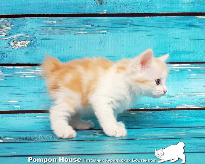 Bibigon Pompon House