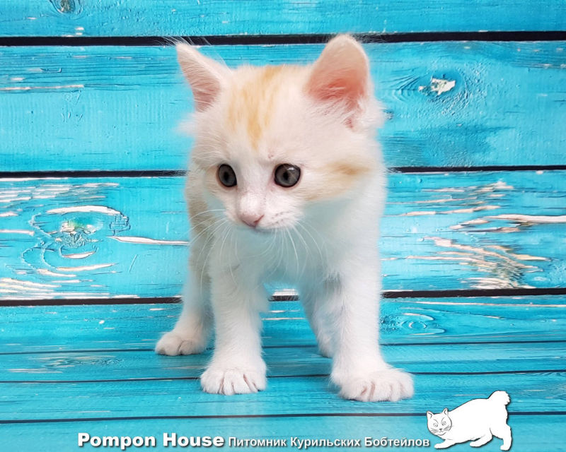 Bibigon  Pompon House