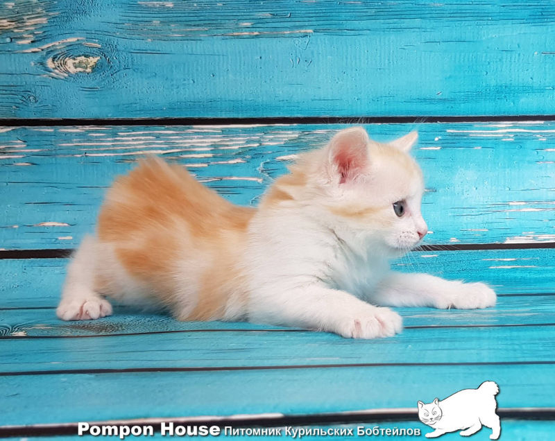 Bibigon Pompon House