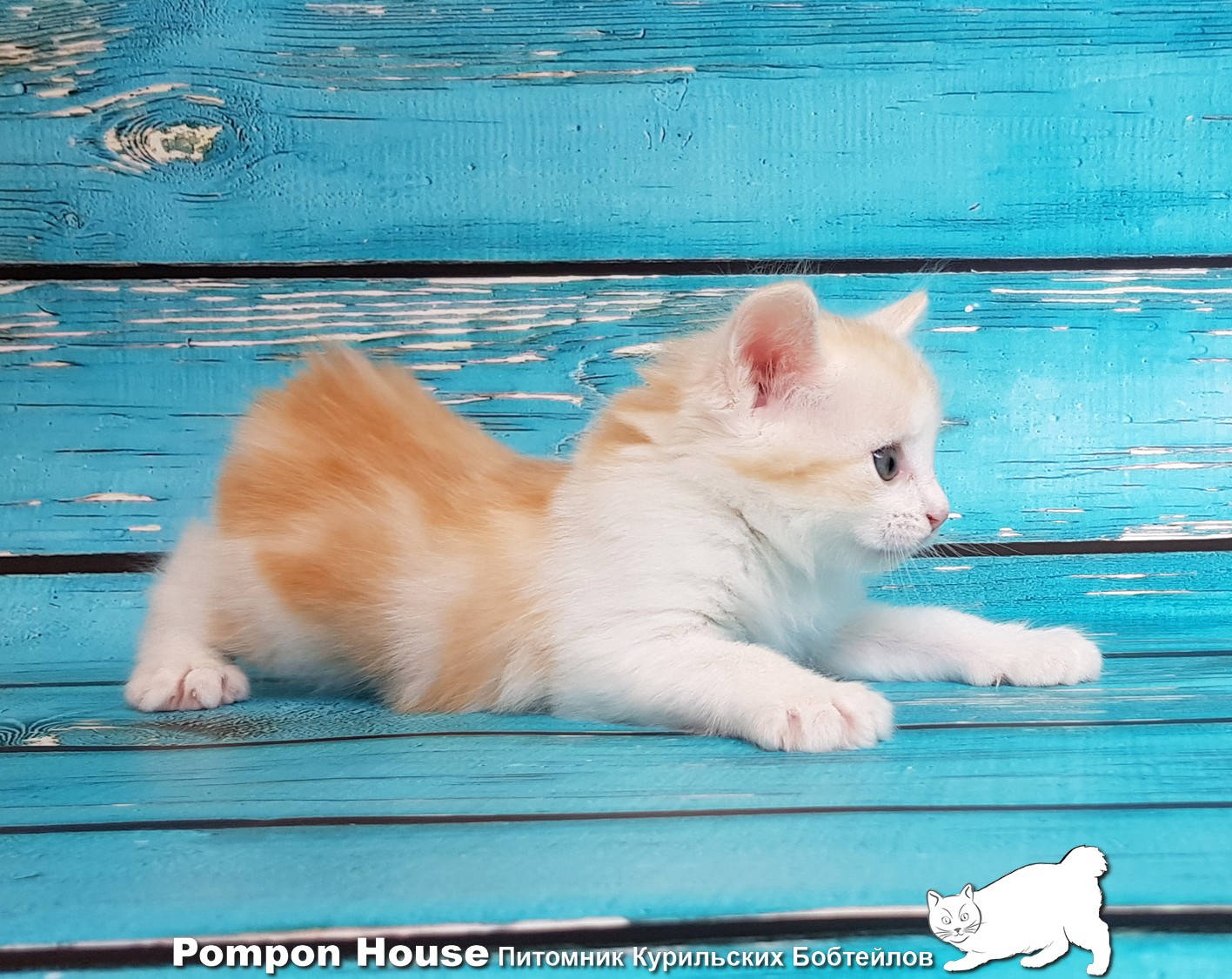 Bibigon Pompon House